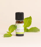 Basilic tropical