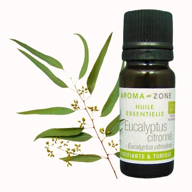 Eucalyptus citronné BIO